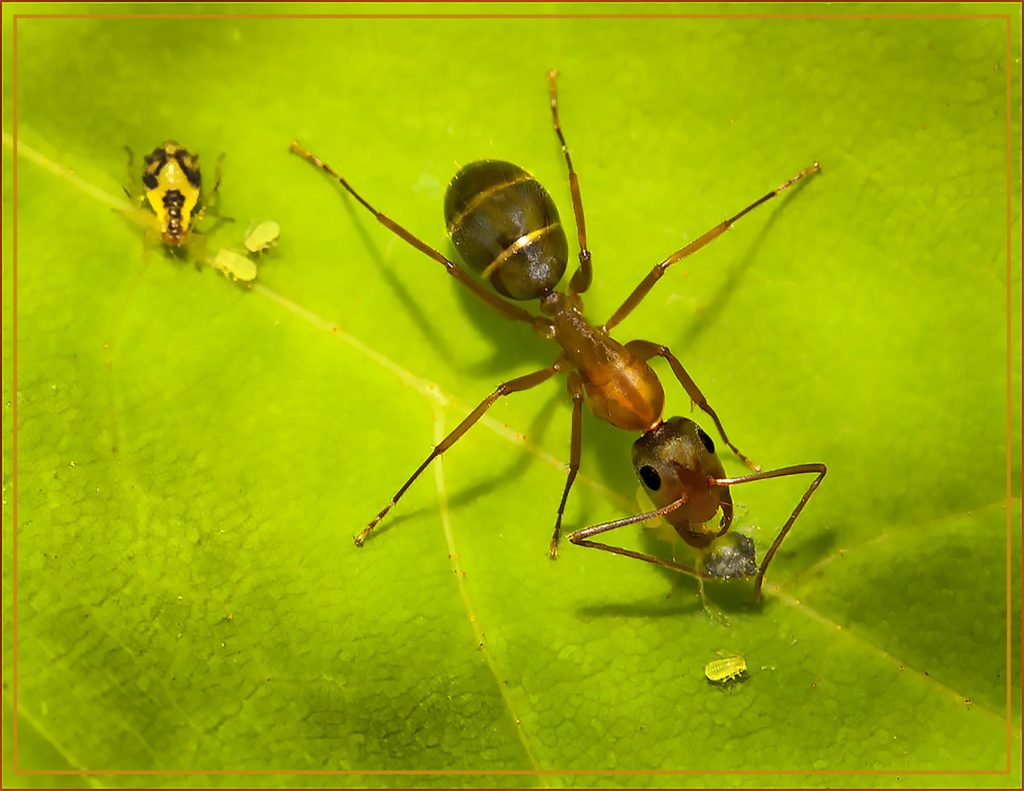 Ant Eating Mite - Neal Thompson